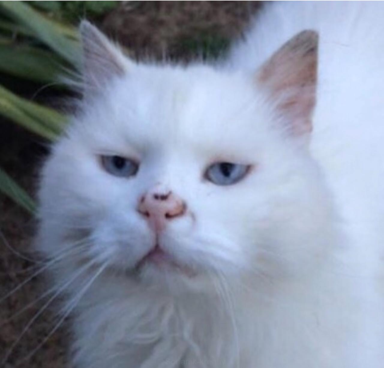 Brož kočičky dle Vaší fotografie